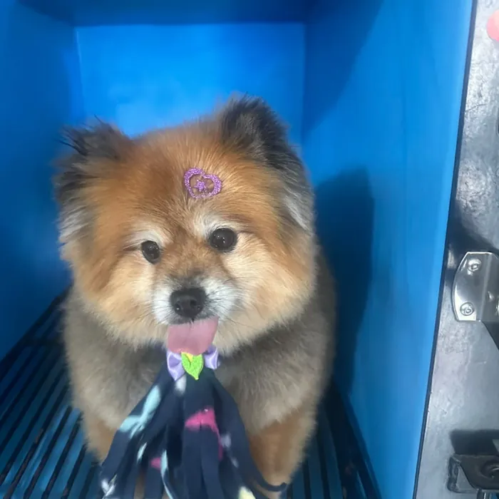 Cão atendido na clínica